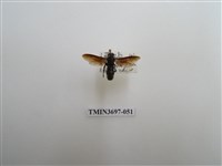 藏品(膜翅目(蜂))的圖片